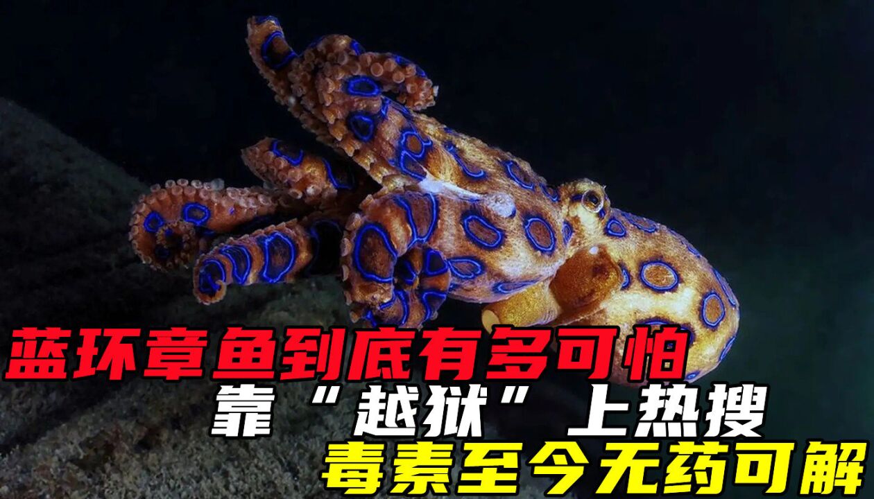 藍環章魚到底有多可怕?靠