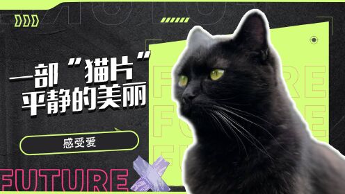 #戛纳电影节#《破碎太阳之心》从一只黑猫的旅行，看到平静的美