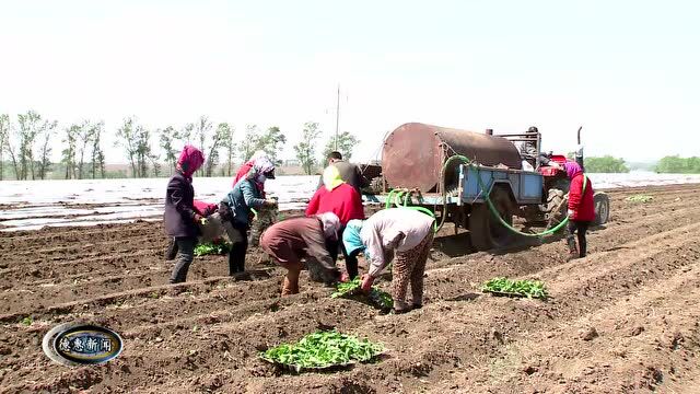 【新闻】全市1093亩烤烟全部完成大田移栽