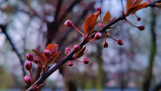 春天春日春光唯美风景枝头含苞欲放花蕾特写