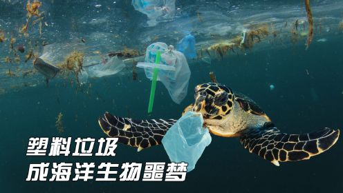 鲸鱼胃里发现100多公斤塑料，人类产生的塑料垃圾成海洋生物噩梦
