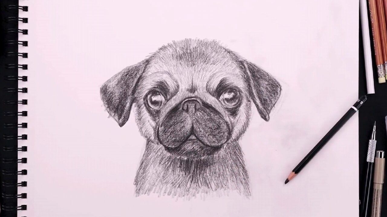 手绘哈巴狗肖像画,素描过程展示