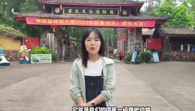 柳州有什么魅力,留住了这个“世界上最神秘的来客”?