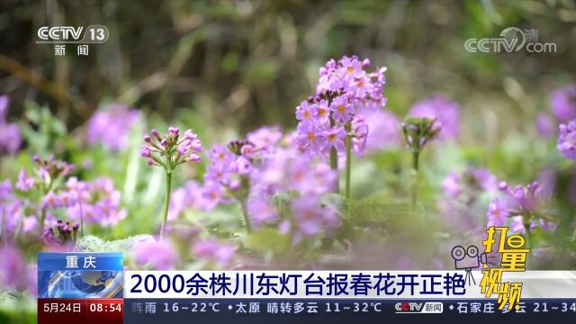 2000余株中国特有极危物种“川东灯台报春”花开正艳