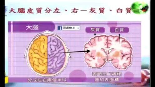 脑科学，你听说过皮质层吗？