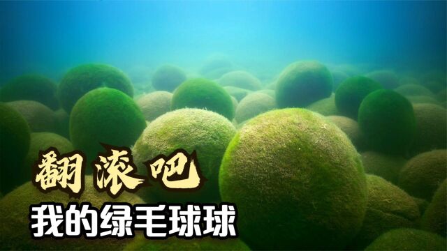 探索植物世界:水藻也在生活中被磨平了棱角,日渐圆润