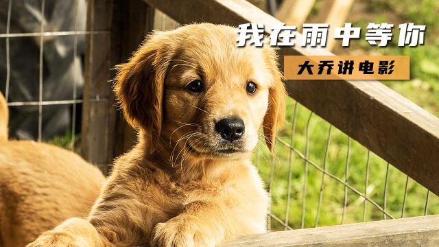 忠犬的一生,只为主人存在!2