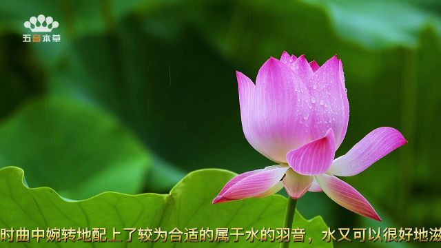 音药|《霓裳曲》琵琶二胡|养肝舒心、调节肝胆,助心疏脾