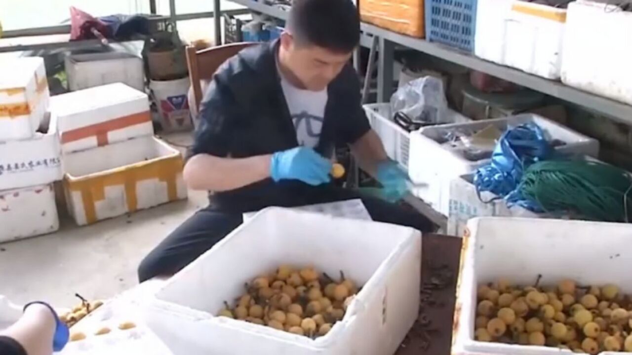 塘栖批杷斩获双冠军，“金点子”育好“共富果”_高清1080P在线观看平台_腾讯视频