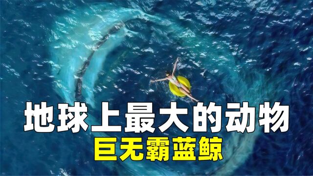 地球上最大的动物,巨无霸蓝鲸重达200斤,居然也难逃人类的毒手