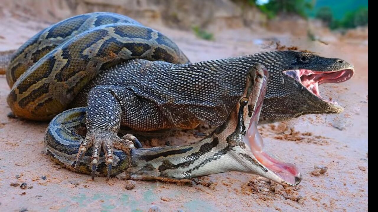 科莫多巨蜥捕猎的画面太残忍