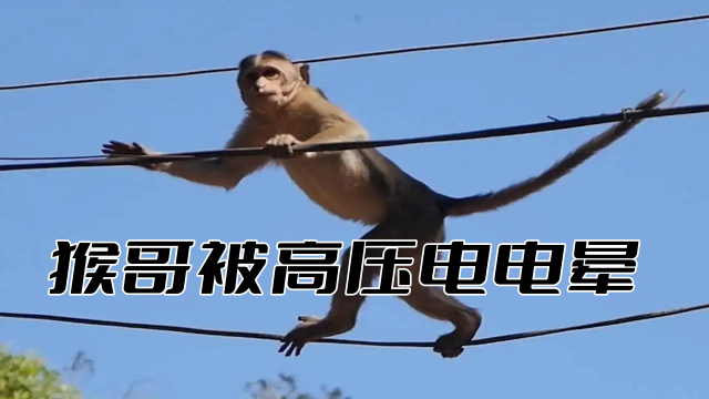 一只被高压电电傻的猴子,还好同伴救了它一命!