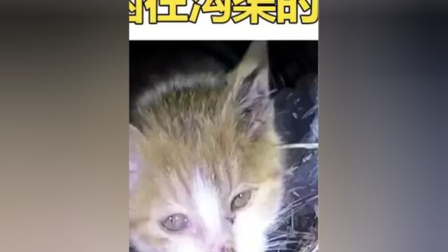 #动物救助 救助小猫