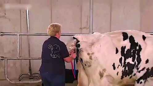 奶牛难产，美女帮忙接生。