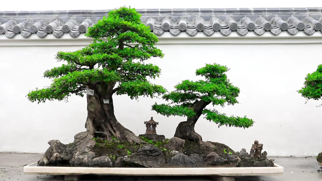 对节白蜡水旱盆景的自然之美