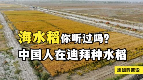 迪拜明智的选择，将中国“海水稻”种在沙漠，直接变“粮仓”