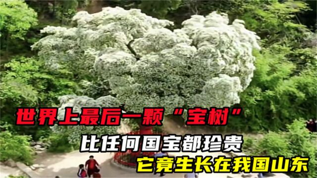 世界上最后一颗“宝树”,比任何国宝都珍贵,它竟生长在我国山东