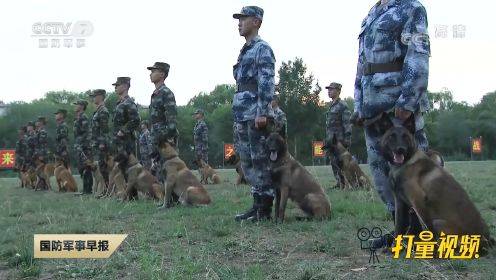 探访军犬训练基地：直击基地组建以来参赛数量最多的犬王争霸赛