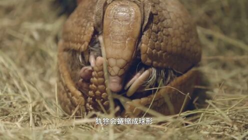 动物怪杰:拥有铠甲的犰狳,遇到危险会把自己卷成球_高清1080P在线观看平台_腾讯视频