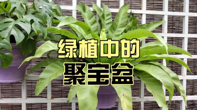 植物“聚宝盆”鸟巢蕨,耐荫耐热,平价低维护,适合新手