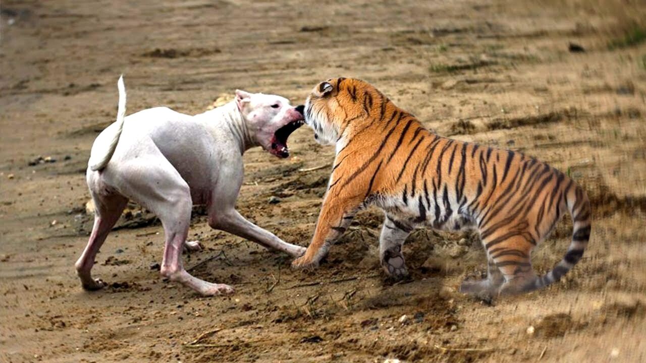 比特犬挑衅老虎,结果猛虎一招"锁喉",虎:谁给你的勇气!