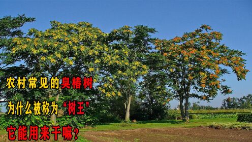 农村常见的臭椿树，为什么被称为“树王”，它能用来干嘛？