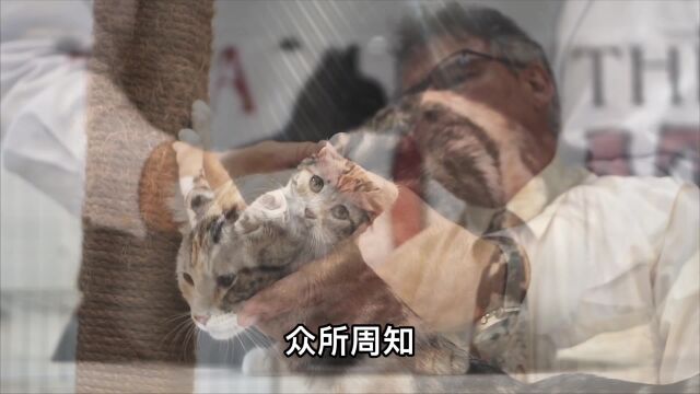 折耳猫不能养,卷耳猫能养吗?