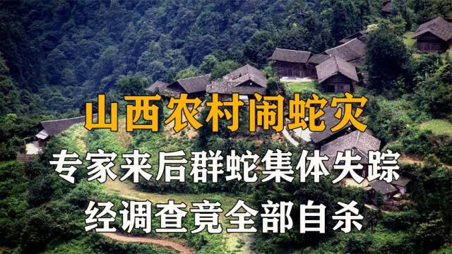 山西农村闹蛇灾,专家来后群蛇集体消失,经调查蛇群竟然集体自杀