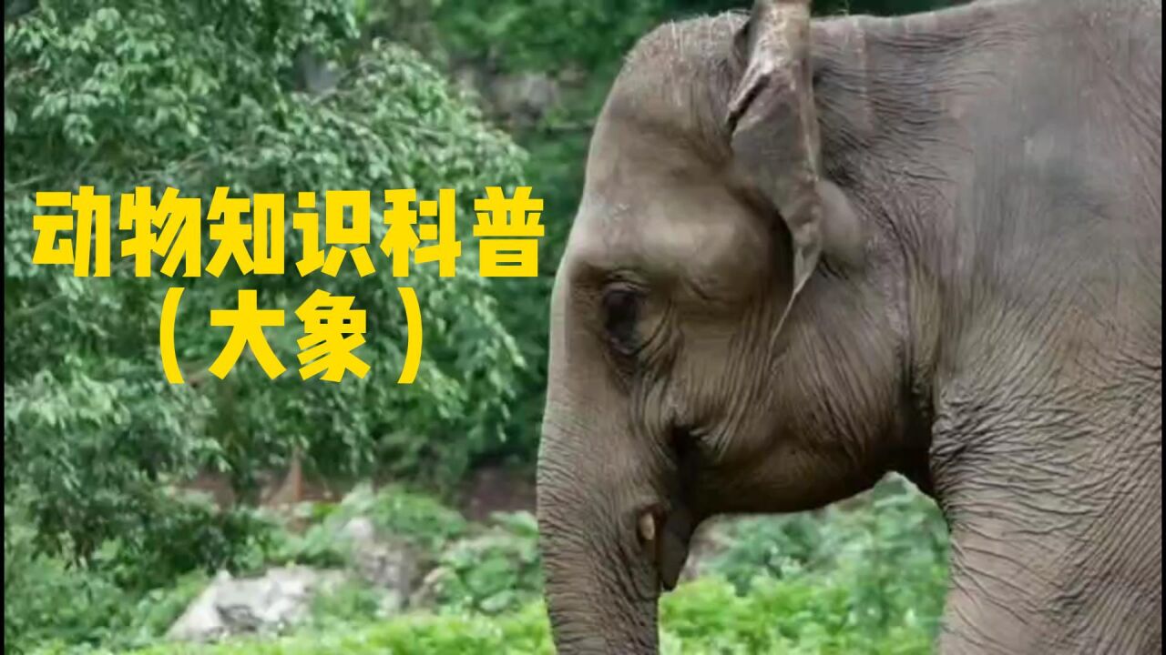 大象的综合介绍，生活习惯及分布区域_高清