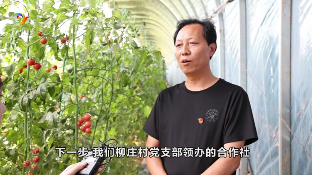 直通政务 | 王茅镇:党支部领办合作社 圣女果映红致富路