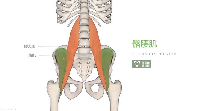 「肌肉解剖」都不懂?千万别说自己会健身...