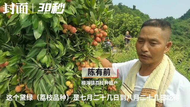 30秒|四川宜宾大塔第九届川南荔枝文化节开幕 多形式集中推介大塔荔枝