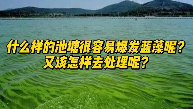 什么样的池塘容易爆发蓝藻呢?该怎样去处理蓝藻呢?