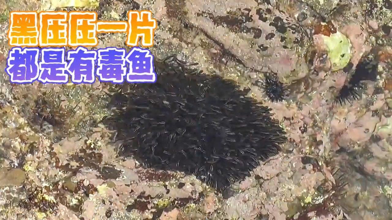 海洋百事