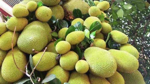 菠萝蜜的一生｜现代农业种植和收获世界上最大的水果波罗蜜