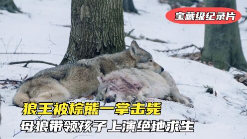狼王被棕熊一掌击毙，母狼为了腹中孩子，奔袭上千里上演绝地求生