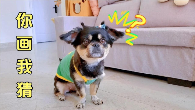 狗狗玩你画我猜游戏,最后一个离谱了,竟然猜不出来