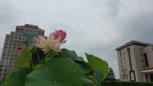 扬州大学夏日荷花