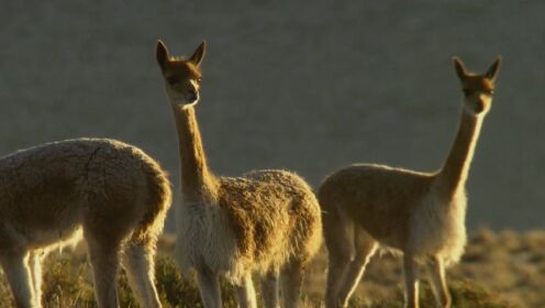 安第斯山脉中段夏季昼夜温差极大，捕食者还时刻关注着小骆马！