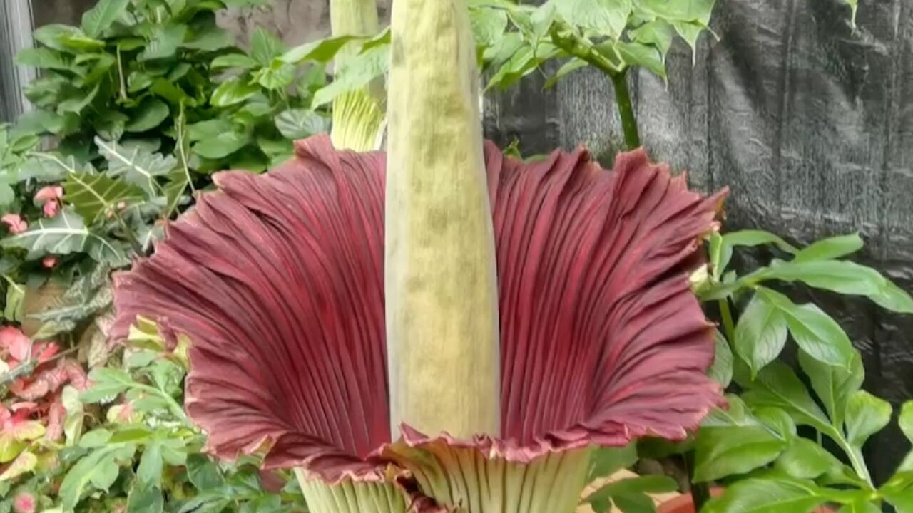 巨魔芋在國家植物園開花 繫世界珍稀瀕危植物三大旗艦種之一 今明兩天