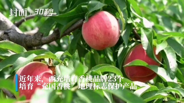 30秒 | 培育香桃品牌23个 四川西充10万亩香桃喜丰收