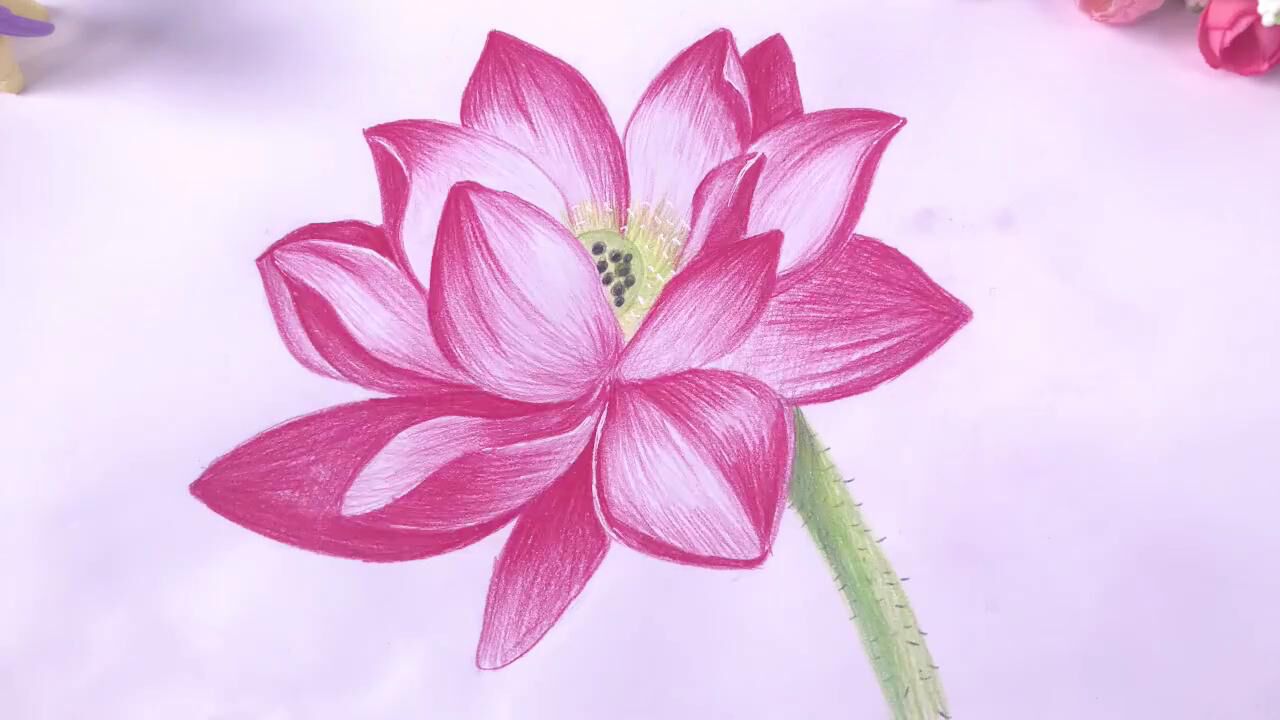 儿童简笔画:出淤泥而不染的荷花,终于知道如何画了