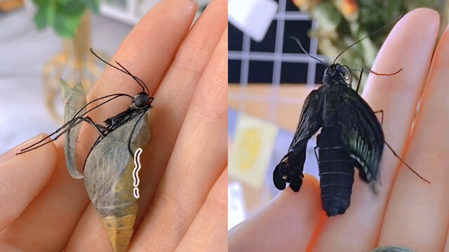 蝴蝶破蛹被卡住苦苦挣扎,女孩好心帮忙助其爬出,下