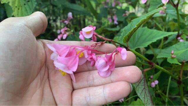  海棠花红,意无穷,如花似叶,占春风 