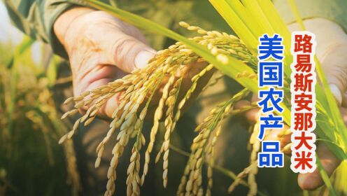 美国路易斯安那州用旱地种植水稻，生产无温室气体农产品大米