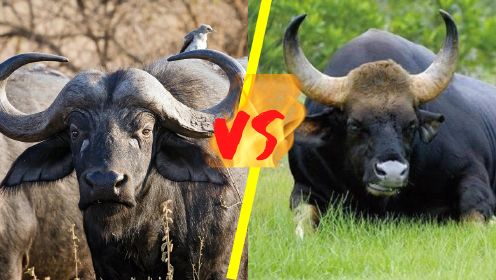 你觉得非洲野牛能打过印度野牛吗？非洲水牛VS印度野牛，谁能获胜