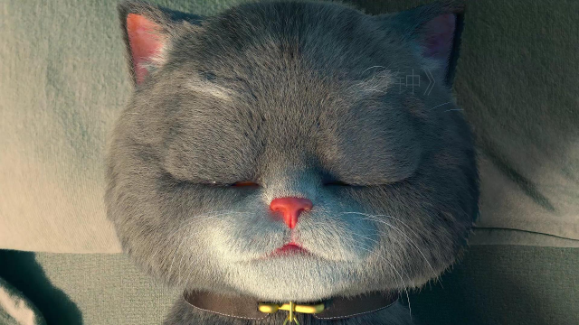 斑布猫表情包图片