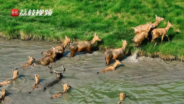 壮观!泰州溱湖成群麋鹿奔跑撒欢