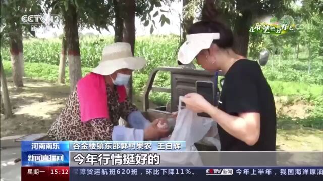 【央媒看濮阳】河南南乐:在希望的田野上 苹果抢鲜上市 果农加紧采摘