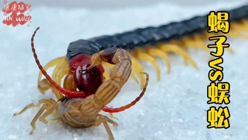 蜈蚣vs蝎子，真是一只倔强的小蝎子